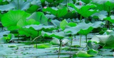 福建省有哪些水生植物(福建的水生植物)