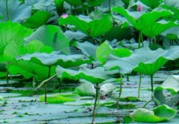 福建省有哪些水生植物(福建的水生植物)