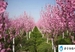 关于桃花的花期讲解(桃花什么时候开)