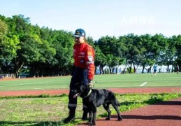 中国刑警学院售淘汰犬最高拍出33万(希望它们都能有好的归宿)