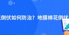 地膜棉花倒伏如何防治？地膜棉花倒伏应对措施