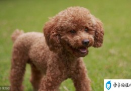 夏季的贵宾犬该怎么美容（贵宾犬家庭美容方法）