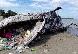 生活垃圾对海洋生物的危害(海洋垃圾对海洋生物的危害)