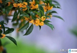 桂花十里飘香诗句经典(桂花诗句经典名句)