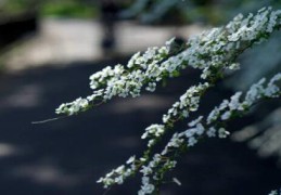 雪柳干枝能活多久(雪柳只长叶子不开花怎么回事)