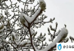 河南多地迎来3月桃花雪