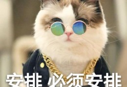 猫咪最好的护理(猫咪日常护理超全攻略)