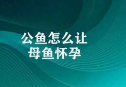 公鱼怎么让母鱼怀孕(母鱼怀孕的有效方法)