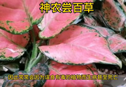 神农尝百草的故事告诉我们什么道理(神农尝百草的故事)