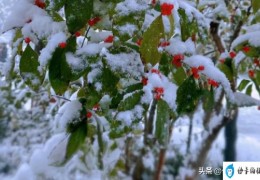 描写雪景超唯美的段落(描写雪的句子唯美)