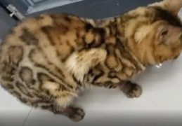 豹猫一般多少钱(豹猫多少价位)