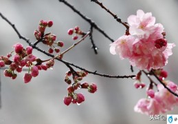 描写春雨的优美诗句(关于春雨的诗句有哪些)