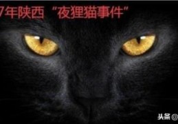 夜狸猫事件多少人失踪(夜狸猫事件村子叫什么)