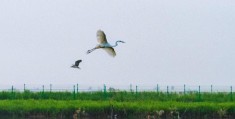 黄河入海口在哪里(东营黄河入海口一日游)