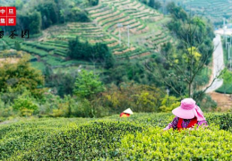 中旦一亩茶园善用后发优势，打造差异品牌