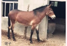 驴和骡子的区别(驴和骡子的区别及生物学特点)