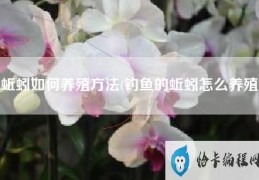 蚯蚓如何养殖方法(钓鱼的蚯蚓怎么养殖)