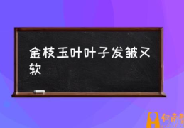 金枝玉叶叶子发皱又软(金枝玉叶的养殖方法？)