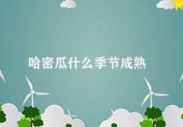 哈密瓜什么季节成熟(哈密瓜的收获季)