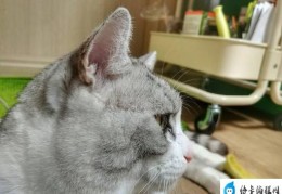 猫咪经常流眼泪是怎么回事(看到猫咪流泪别忙着脑补和陶醉)