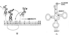 终止子和终止密码子的区别与关系