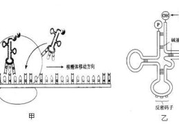 终止子和终止密码子的区别与关系