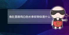 鱼肚子里白色的是什么(鱼肚里面的白色长条状物体是什么东西)