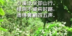 详解梅子黄时日日晴的四季特点(梅子黄时日日晴是什么季节)