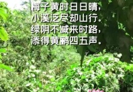 详解梅子黄时日日晴的四季特点(梅子黄时日日晴是什么季节)