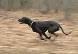 比熊犬在家疯跑的原因(比熊来回疯跑什么意思)