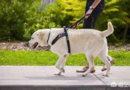 退役后的导盲犬该不该被安乐死？(导盲犬咬人)