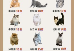 猫的寿命有多久(小猫能活多少年)