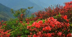 映山红植物百度百科(映山红分布在我国哪里)