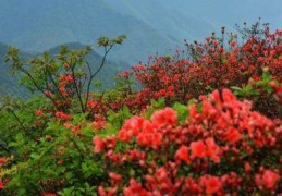 映山红植物百度百科(映山红分布在我国哪里)