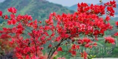 春天最好的杜鹃花(杜鹃花绚烂盛开的娇美)