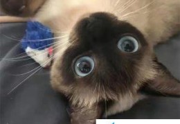 蓝猫到底好养不好养？第一次养宠物猫需要注意什么？