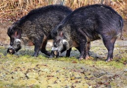 日本福岛核荒地上野猪、家猪结合(已产生奇怪的杂交品种)