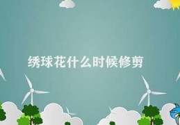 绣球花什么时候修剪(绣球花修剪时机)