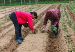 地瓜种植方法视频教程(种红薯的绝招是什么)