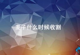 麦子什么时候收割(麦穗成熟度判断)