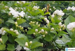 最好的茉莉花茶多少钱一斤(茉莉花茶多少钱一斤)