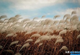 种草一下是什么意思(种草是什么意思)