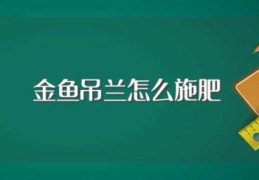 金鱼吊兰怎么施肥(金鱼吊兰如何施肥)