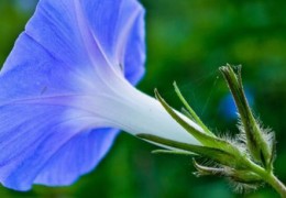 小诗中的牵牛花有哪些特点(牵牛花有哪些特点)