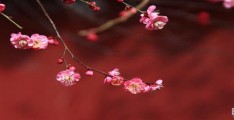 梅花特点(梅花季节)