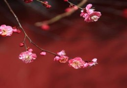 梅花特点(梅花季节)