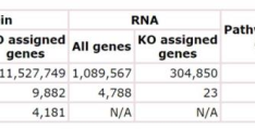 如何分析KEGG Genes 数据库