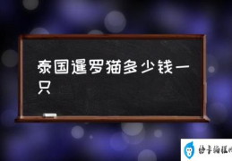 泰国暹罗猫多少钱一只(暹罗猫好养吗？)