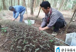 金线莲的种植方法和技术(重点做好这几个方面)