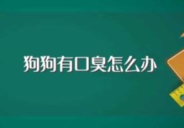 狗狗有口臭怎么办(如何解决狗狗有口臭)